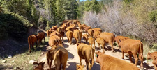 USA-Wyoming-Two Creek Ranch Round Up
